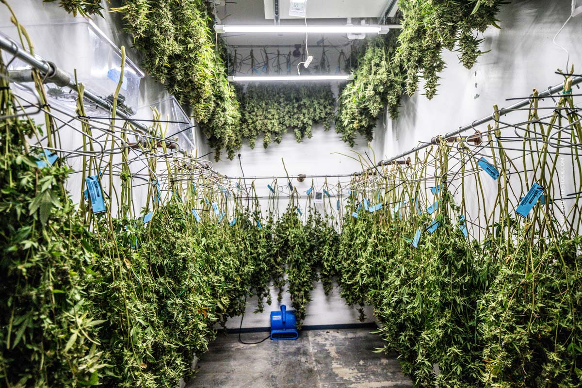 Cannabis Shops Liste: Alle Städte in Deutschland – Cannabis Karte