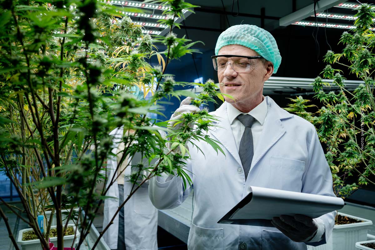 Medical Cnbs: Hersteller, Blüten, Sorten & Liste