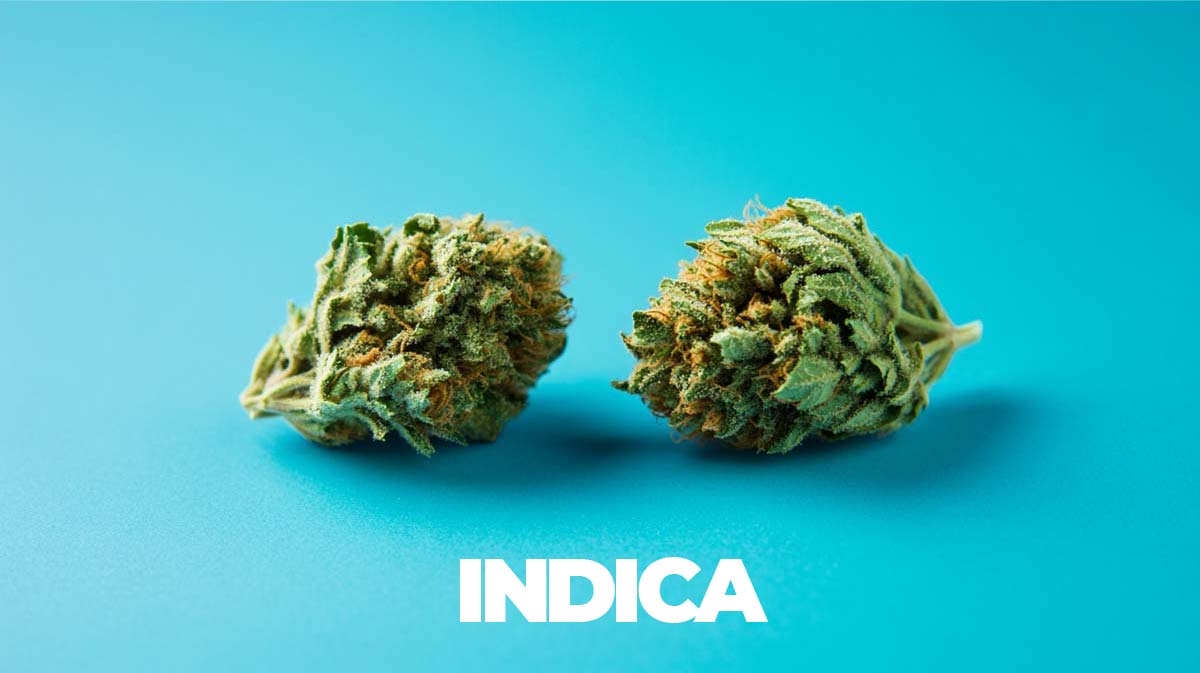 Indica oder Sativa: Alles nur Fake?! Wirkung, Unterschied und 4 Fakten