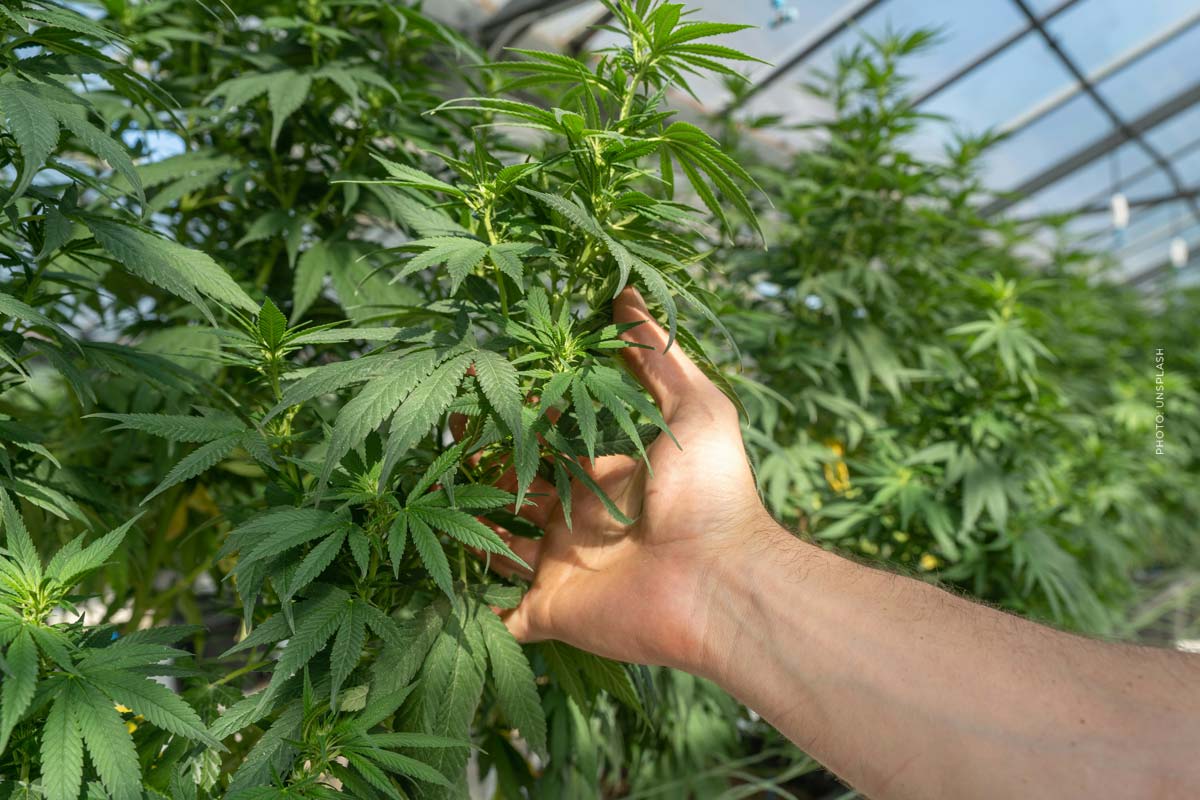 Top Shelf Medical: Hersteller, Blüten, Sorten & Liste