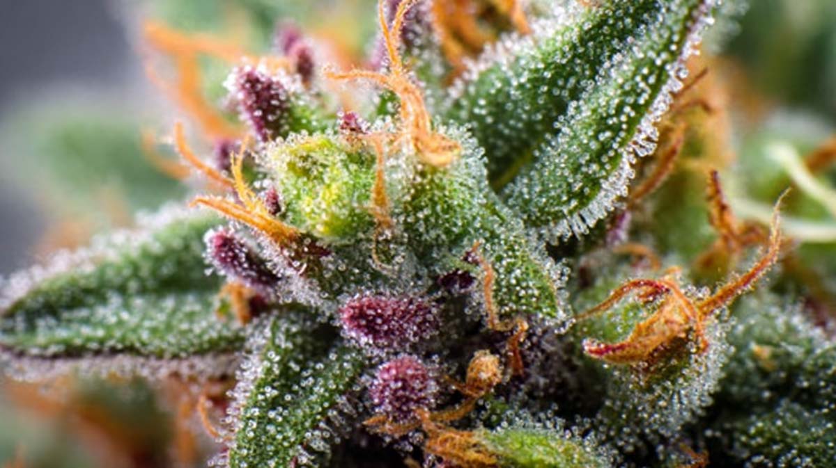 Cannamedical Sativa Ultra Lemon: Anwendung & Potenz